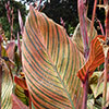 Canna Tropicanna 9cm x 3