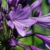 Agapanthus Poppin Purple Agapanthus Poppin Purple