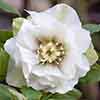 Hellebore Double Ellen White Hellebore Double Ellen White