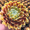 Sempervivum Lemon Flare