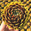 Sempervivum Lemon Flare