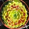 Sempervivum Lemon Flare
