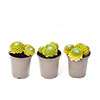 Sempervivum Lemon Flare