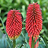 Kniphofia Flamenco Red Hot Poker