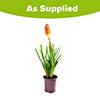 Kniphofia Flamenco Red Hot Poker