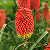 Kniphofia Flamenco Red Hot Poker
