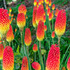 Kniphofia Flamenco Red Hot Poker
