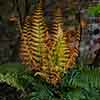 Colourful Dryopteris Jurassic Gold