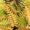 Colourful Dryopteris Jurassic Gold