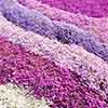 Phlox Collection Phlox Collection