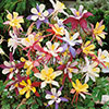 Aquilegia McKana Hybrids Aquilegia McKana Hybrids