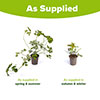 Aquilegia McKana Hybrids