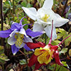 Aquilegia McKana Hybrids