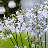 Agapanthus Fireworks Agapanthus Fireworks