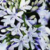 Agapanthus Fireworks