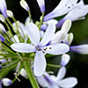 Agapanthus Fireworks