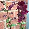 Penstemon Collection