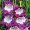 Penstemon Collection