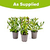 Penstemon Collection