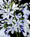 Agapanthus Fireworks