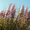 Pink Pampas Grass Pink Pampas Grass