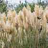 Pampas Grasses Pampas Grasses