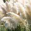 Pampas Grasses Pampas Grasses