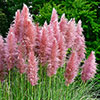 Pink Pampass Grass