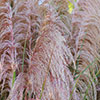 Pink Pampass Grass