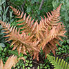 Dryopteris erythrosora Dryopteris erythrosora