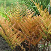 Dryopteris erythrosora Dryopteris erythrosora