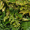 Dryopteris erythrosora Dryopteris erythrosora