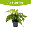 Dryopteris erythrosora Dryopteris erythrosora
