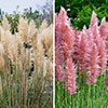 Pampas Grass Pink and White Collection Pampas Grass Pink and White Collection
