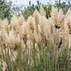Pampas Grass Pink and White Collection Pampas Grass Pink and White Collection