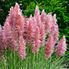 Pampas Grass Pink and White Collection Pampas Grass Pink and White Collection