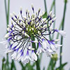 Agapanthus Fireworks Agapanthus Fireworks