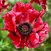 Papaver Red Rumble Oriental Poppy