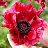 Papaver Red Rumble Oriental Poppy