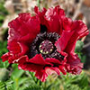 Papaver Red Rumble Oriental Poppy