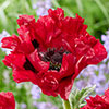 Papaver Red Rumble Oriental Poppy Papaver Red Rumble Oriental Poppy