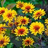 Heliopsis Funky Spinner Heliopsis Funky Spinner