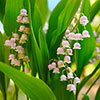 Pink Lily Of The Valley