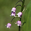 Pink Lily Of The Valley