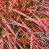 Miscanthus Lady in Red