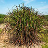 Miscanthus Lady in Red