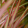 Miscanthus Lady in Red