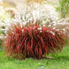 Miscanthus Lady in Red