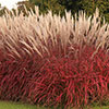 Miscanthus Lady in Red