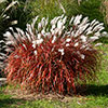 Miscanthus Lady in Red